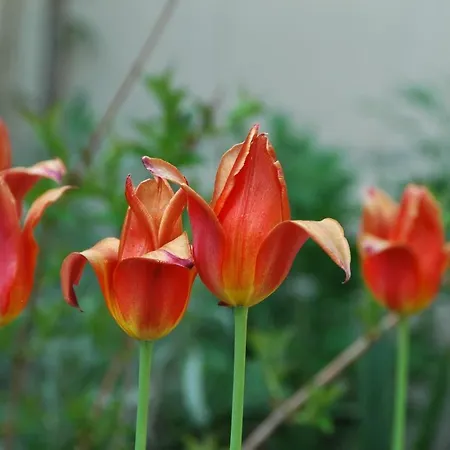 Foersterhaus Am Linowsee *