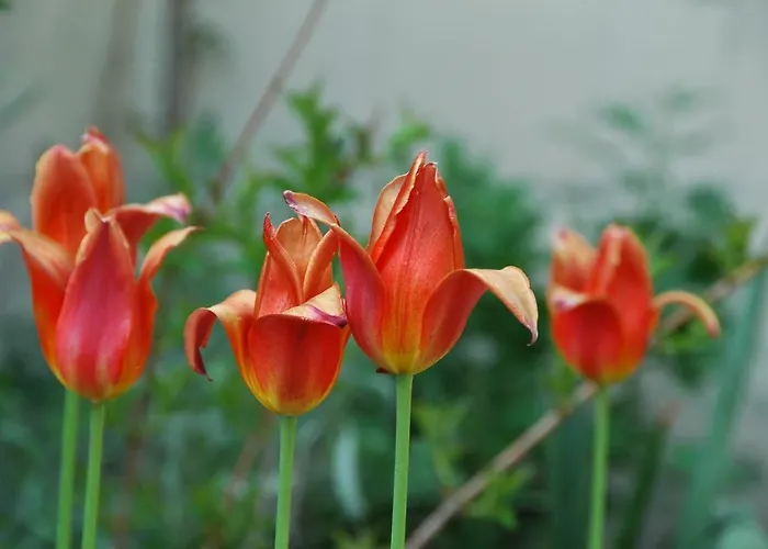 Foersterhaus Am Linowsee *