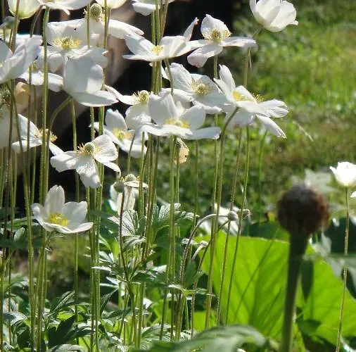Foersterhaus Am Linowsee Prázdninový dům Rheinsberg