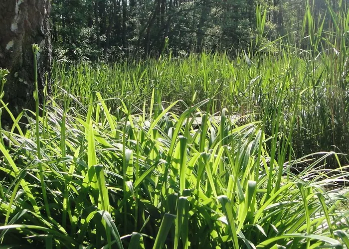 Foersterhaus Am Linowsee *