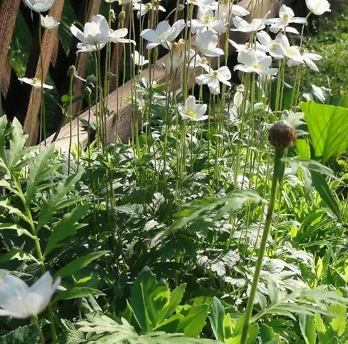 Foersterhaus Am Linowsee Rheinsberg